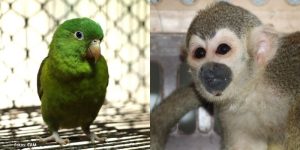 Semana Santa dispara tráfico ilegal de fauna silvestre en el Huila