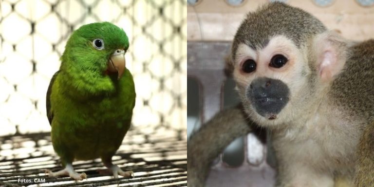 Semana Santa dispara tráfico ilegal de fauna silvestre en el Huila