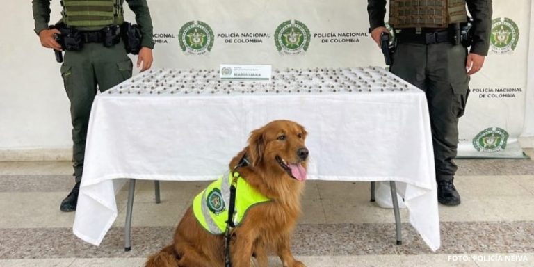 Más de 260 dosis incautadas en Neiva en acciones contra economías ilegales