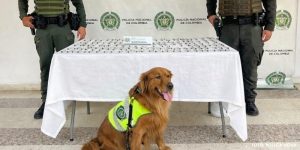 Más de 260 dosis incautadas en Neiva en acciones contra economías ilegales