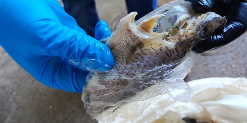 Secretaría de Salud de Neiva decomisa solo 22 kilos de pescado en controles sanitarios de Semana Santa, marcando reducción significativa