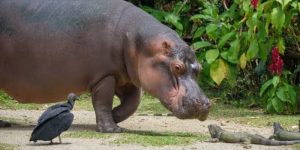 Colombia aplicará eutanasia a unos 80 hipopótamos ante falta de países que acepten su traslado