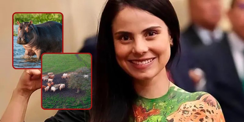 Esmeralda Hernández cuestiona eutanasia de hipopótamos y apunta a la ganadería extensiva