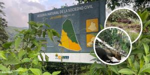 Más fincas del Huila se convierten en reservas naturales para proteger bosques y fauna silvestre