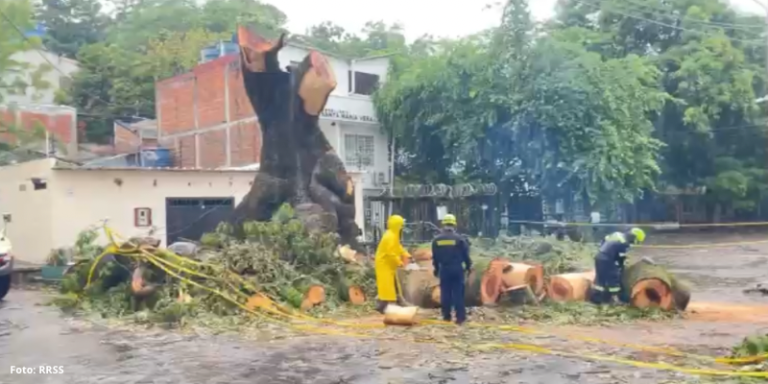 Caída de un árbol generó momentos de tensión en el centro de Neiva y afectó varias motocicletas