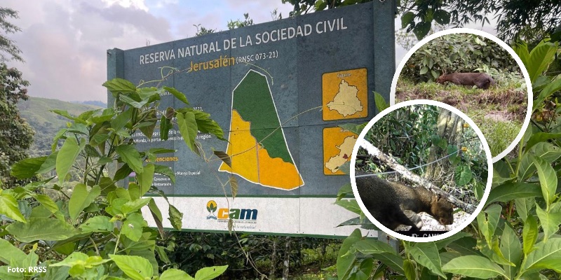Más fincas del Huila se convierten en reservas naturales para proteger bosques y fauna silvestre