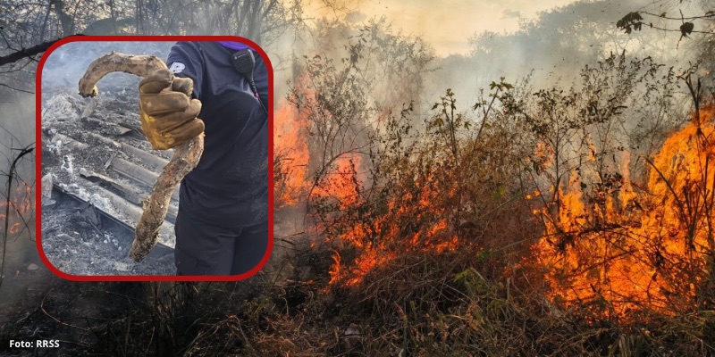 Incendios del fin de semana en Neiva dejan una impactante imagen: una serpiente calcinada